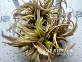 ADA 火烈鳥椒草 Cryptocoryne pink panther IC185